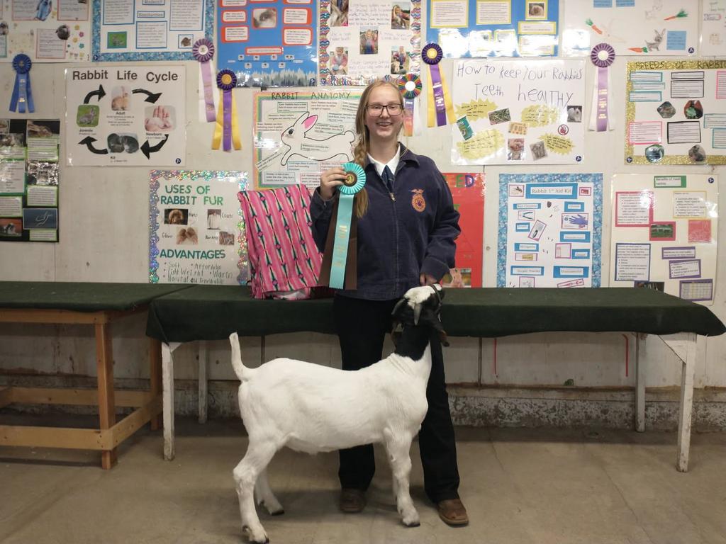 showing goats at the fair