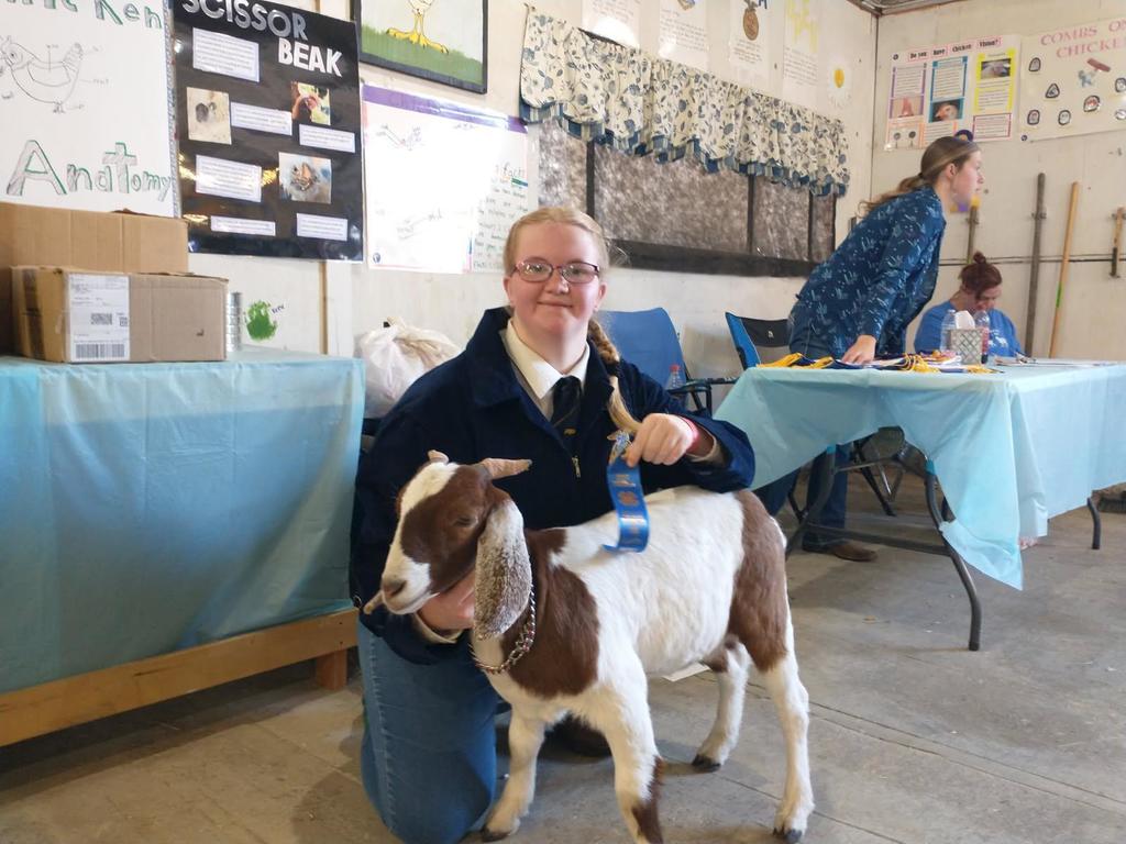 showing goats at the fair