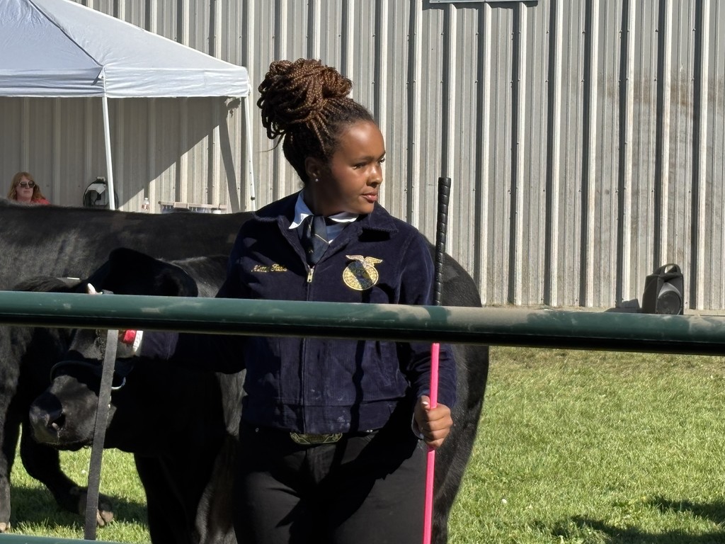 FFA steer showing at the fair