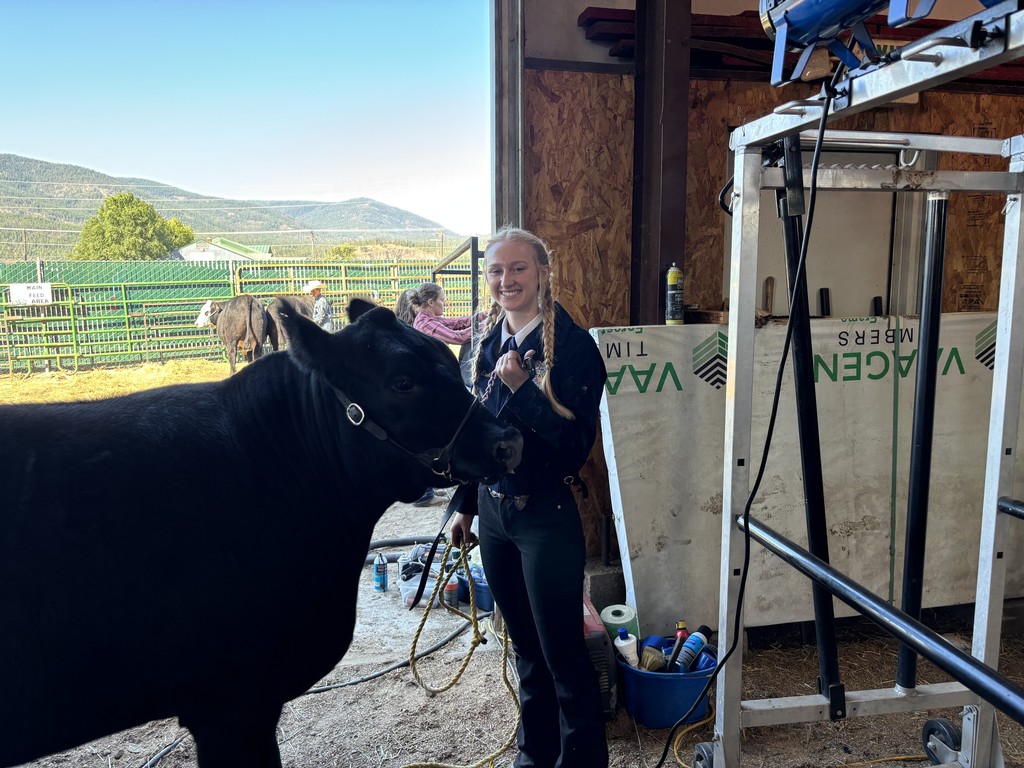 FFA steer showing at the fair