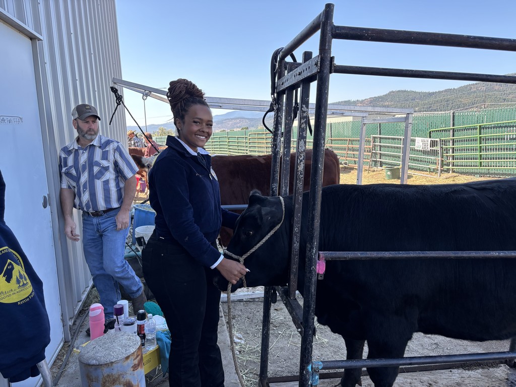 FFA steer showing at the fair