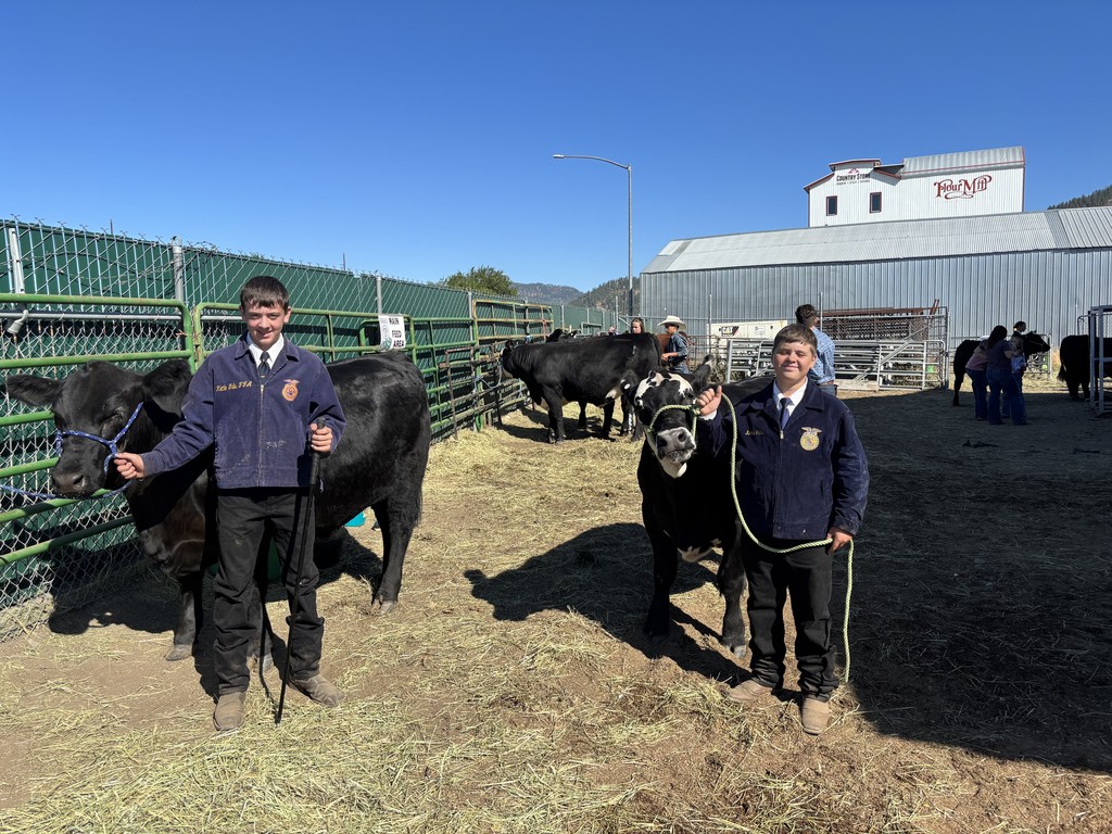 FFA steer showing at the fair