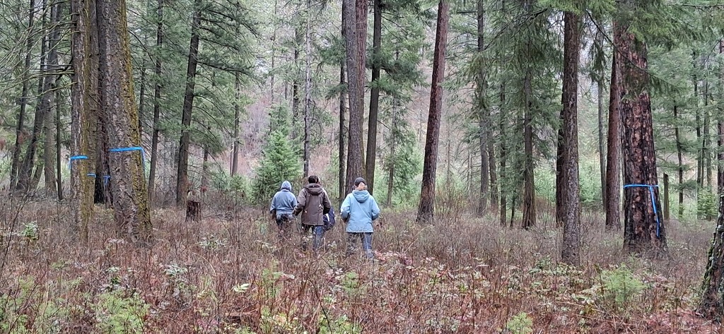 Forestry Competition