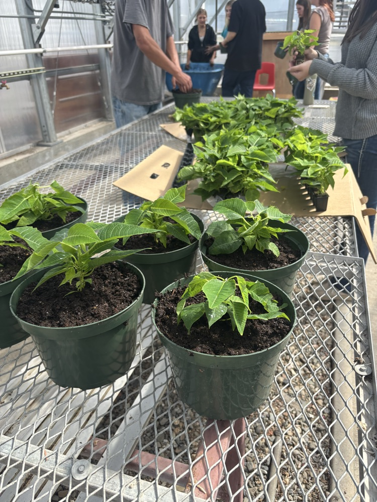 Poinsettias