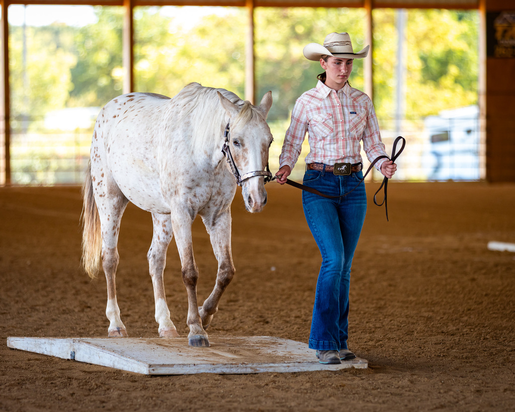 equestrian