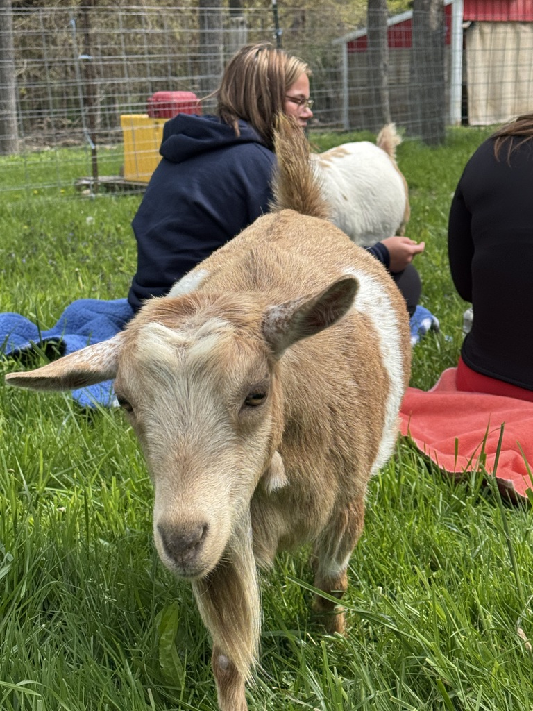 Goat Yoga