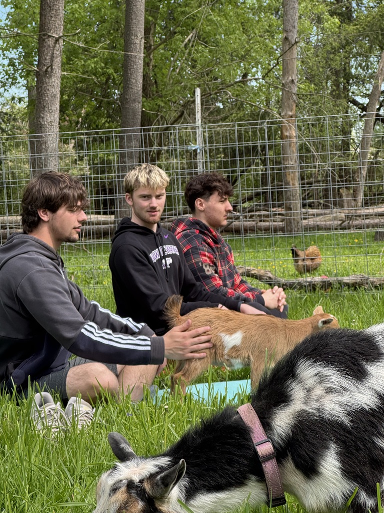 Goat Yoga