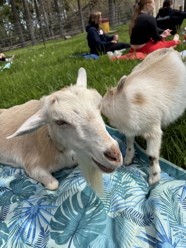 Goat Yoga