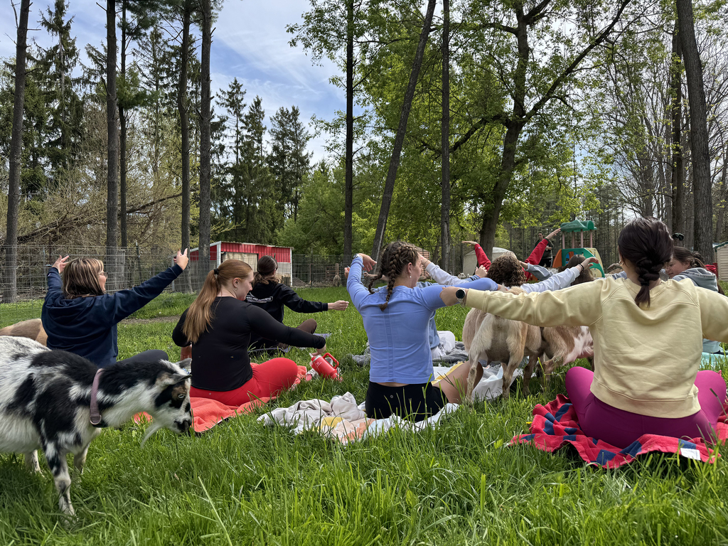 Goat Yoga