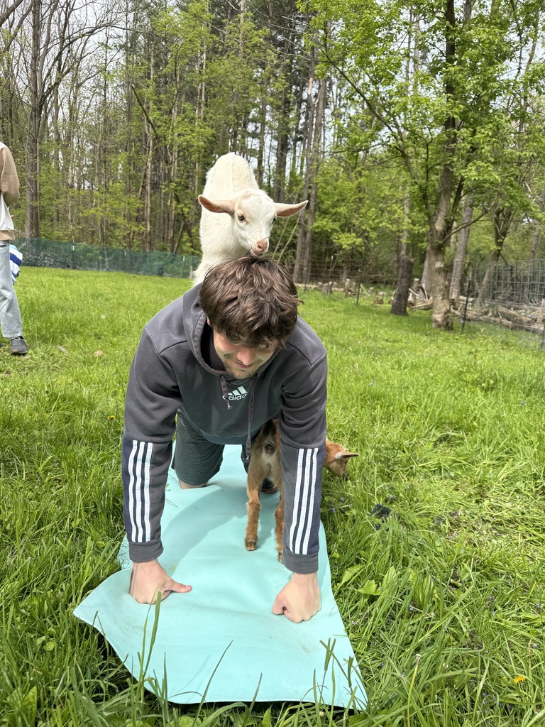Goat Yoga