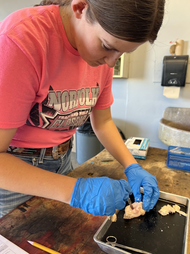 Girl dissecting a chicken leg