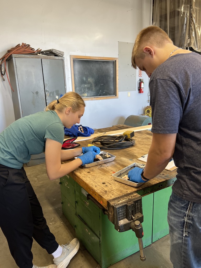 boy and girl dissecting a chicken leg