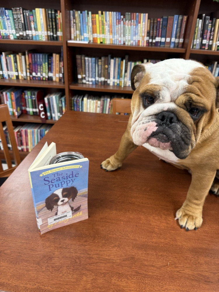 Chubbs is enjoying his time in the library.