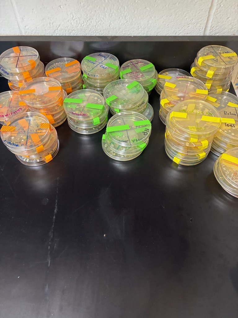 8th Grade Petri Dishes
