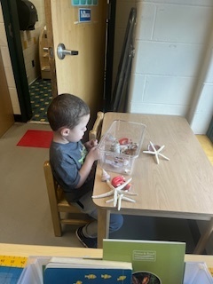 Child looking at seashells