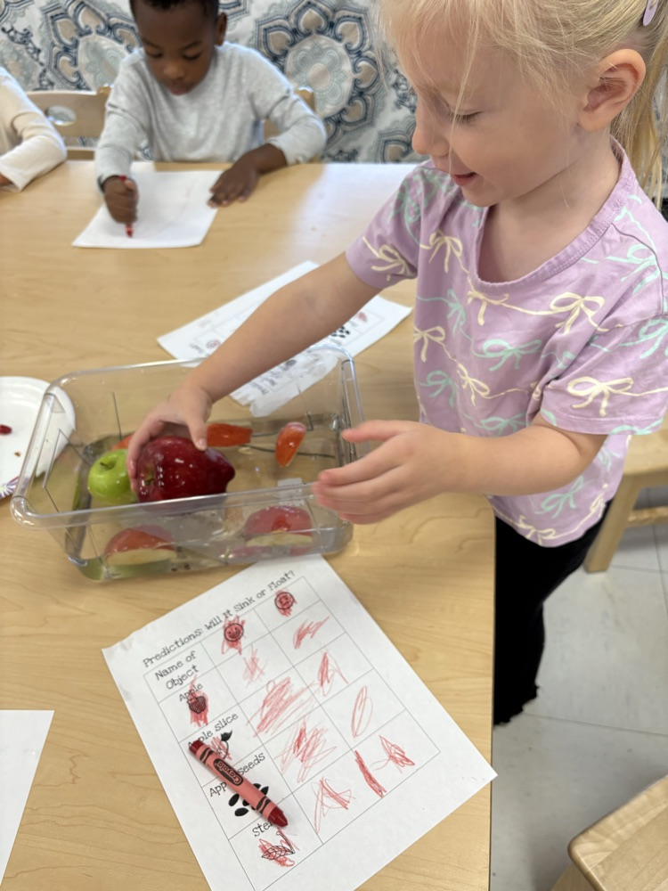 Apple experiment for small group. Do apples sink or float?