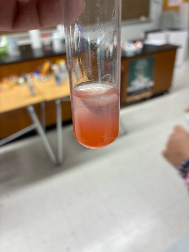 8th Grade Science students getting ready to extract DNA from a strawberry.