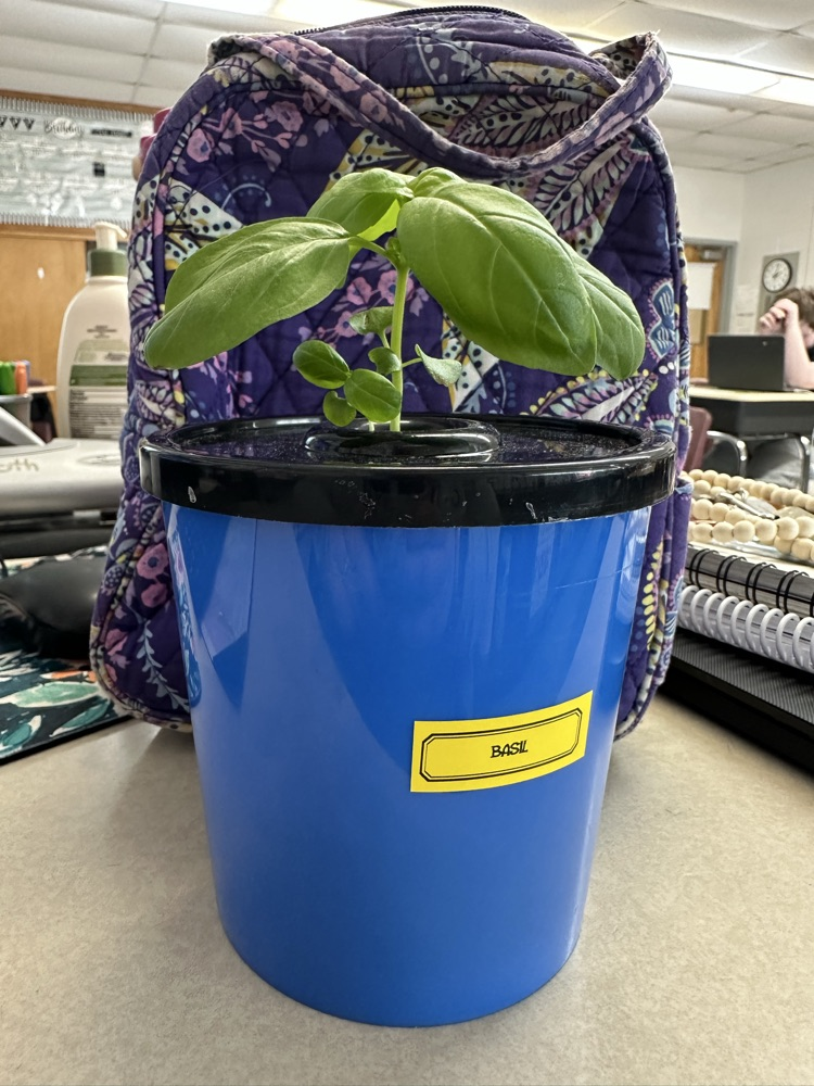 basil plant