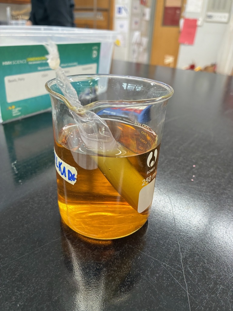 7th Grade Science students are observing the transport of materials through membranes for the cell transport unit. They had to setup a dialysis tubing bag with iodine outside the bag and corn starch in the bag. They will observe the results over several days.