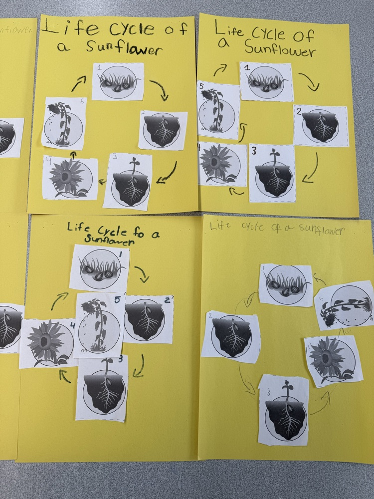 We are learning about the Life Cycle of a Flowering Plant!