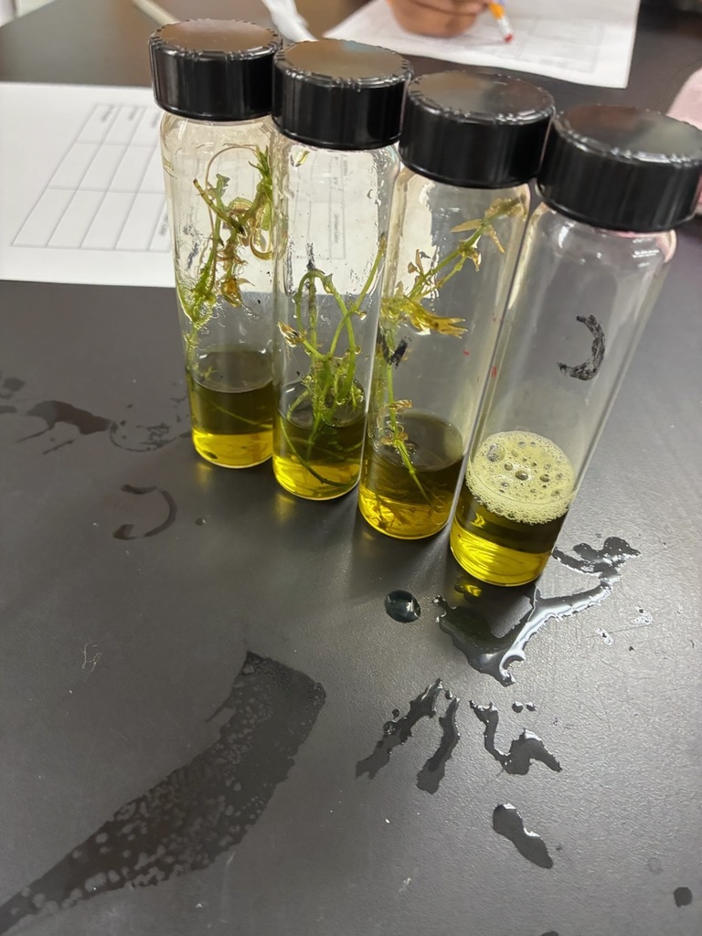 7th Grade Science students are measuring the amount of oxygen given off within various amounts of light provided to a plant.