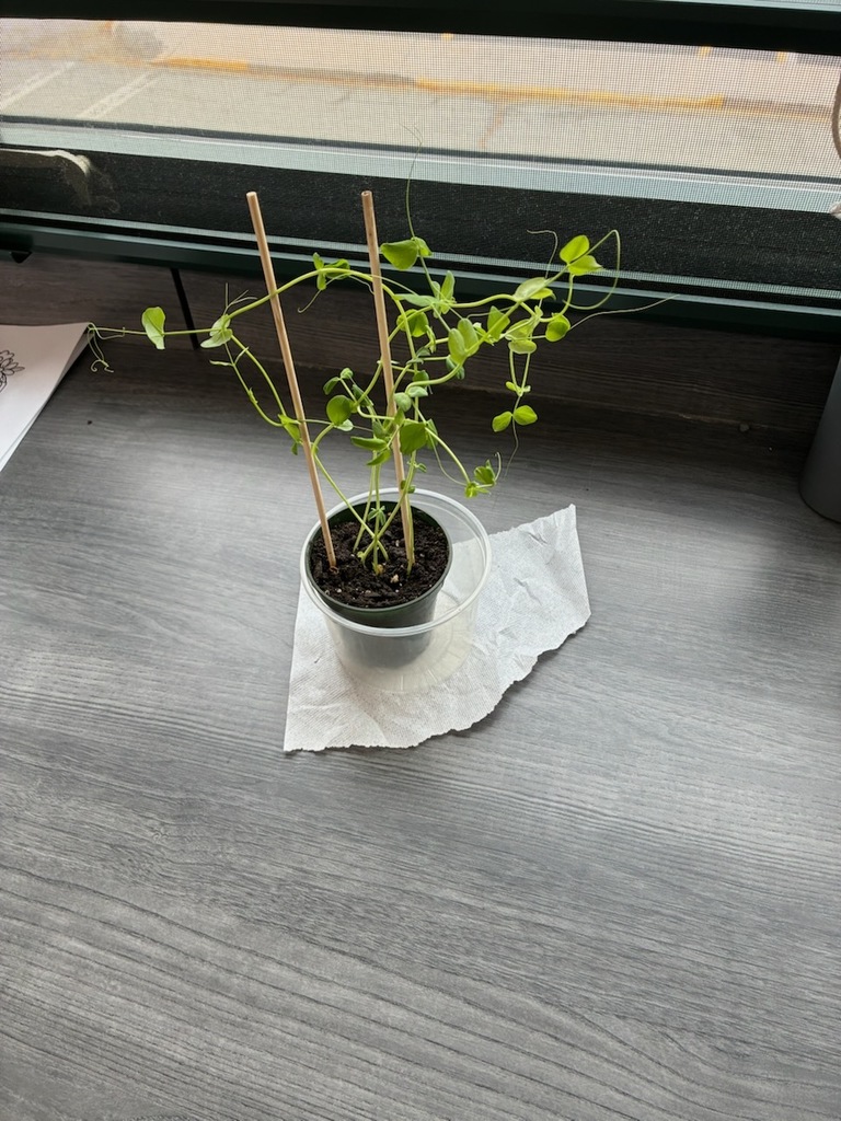 7th Grade Science is conducting a student designed experiment on the effects of a chosen variable and the effects on the growth of pea plants.  