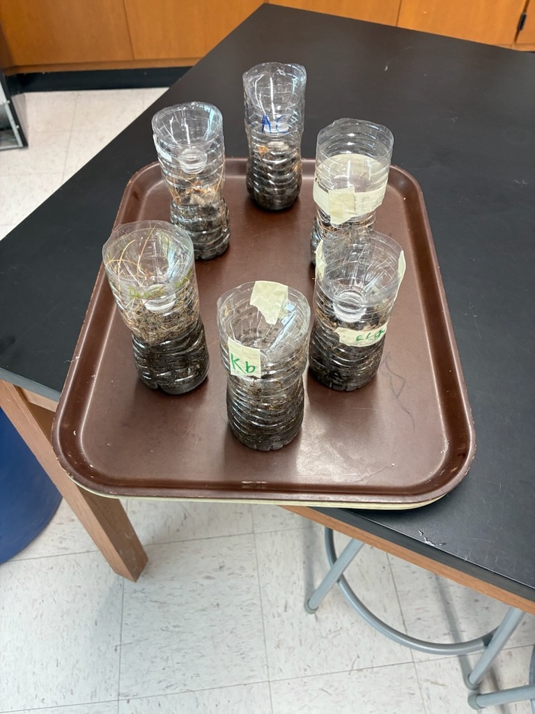 8th Grade Science students are creating a compost and researching alternate ways of conserving energy. 