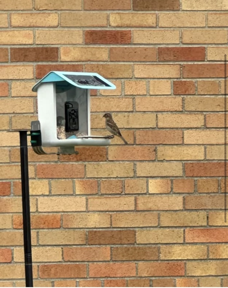 birds