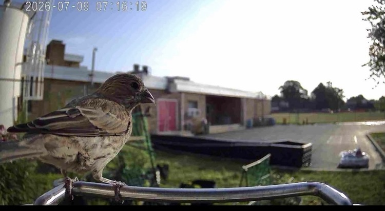 birds