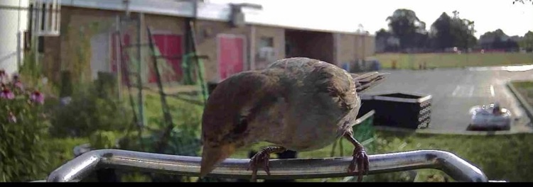 birds