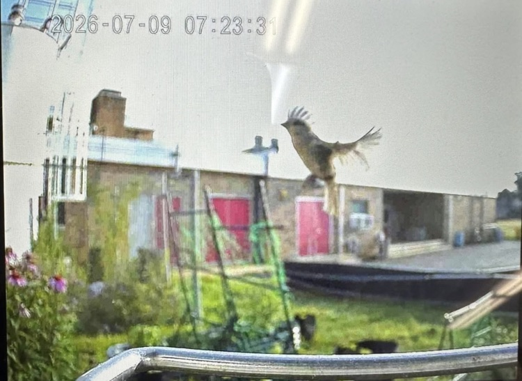 birds