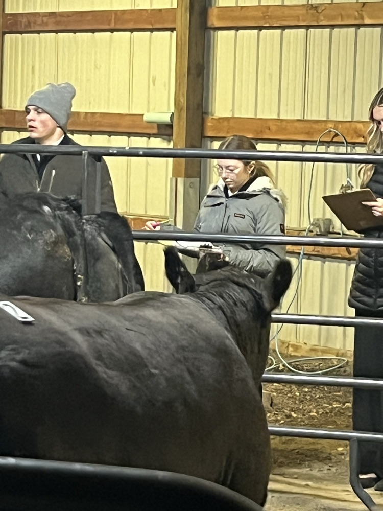 Leah Mock judging Angus Heifers