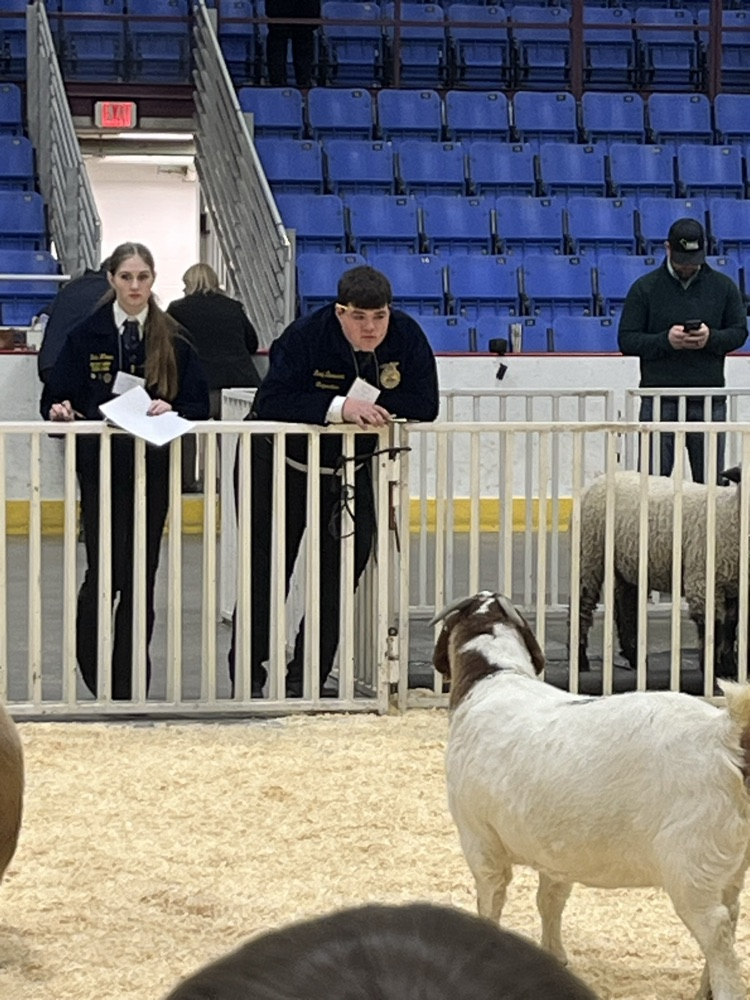 Brody Schoenhard judging a class of goats