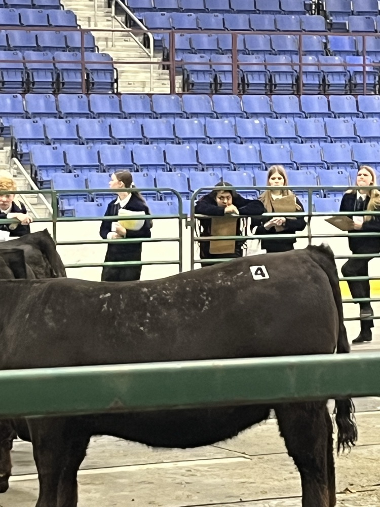 Maya judging a beef class