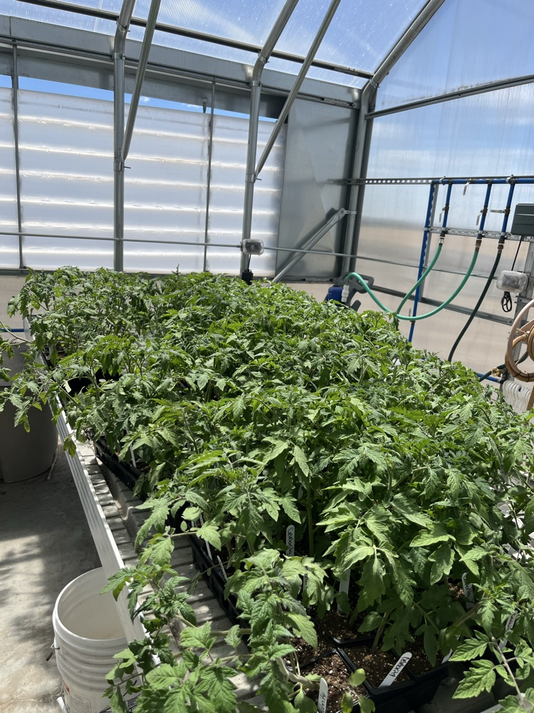 5 different varieties of tomatoes.