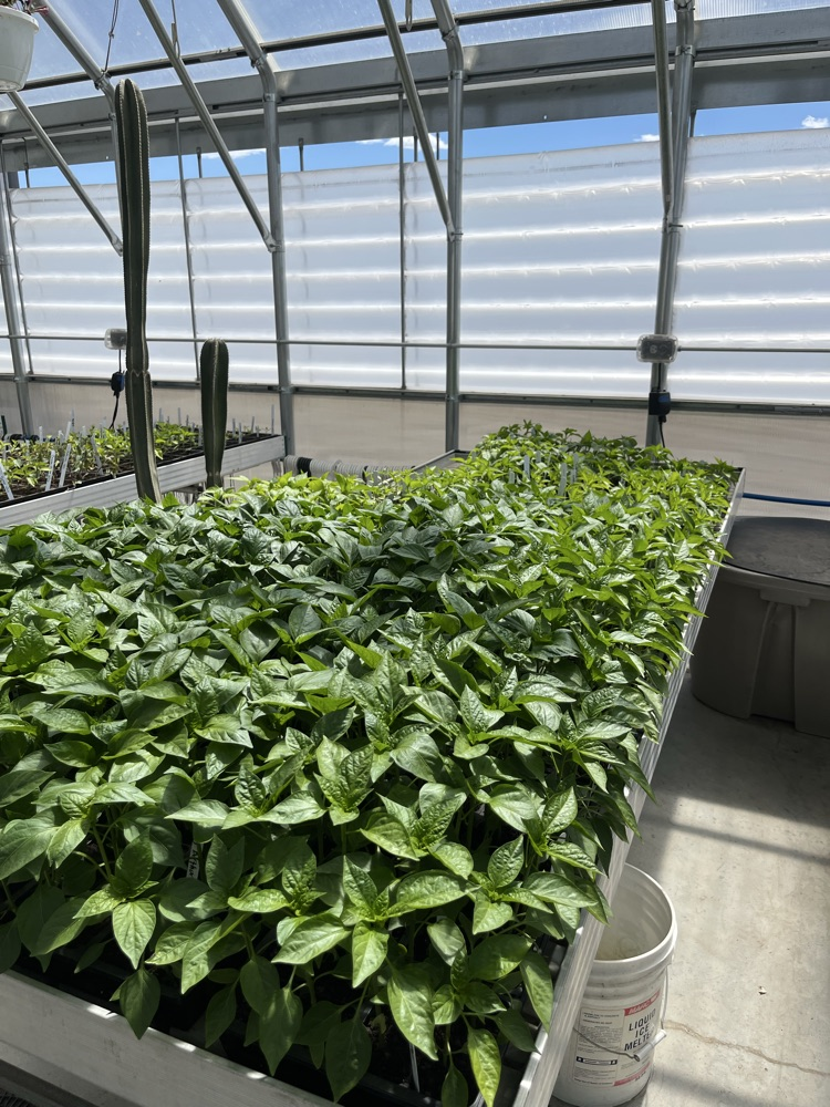 4 different varieties of peppers