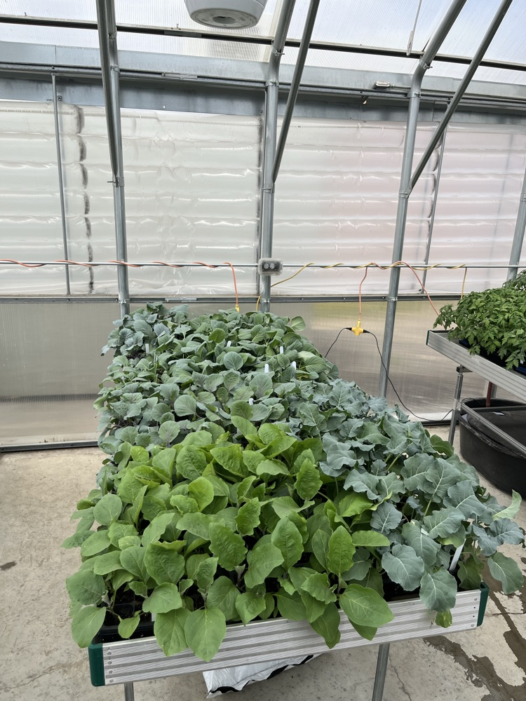 2 varieties of cabbage, broccoli and eggplants