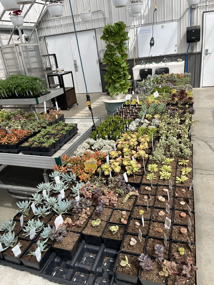 succulent mixes.