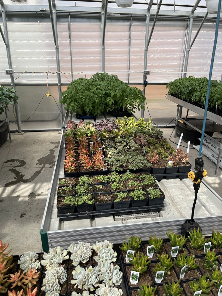 succulents