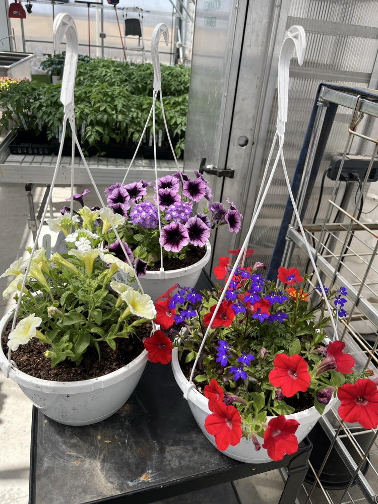 hanging basket varieties.