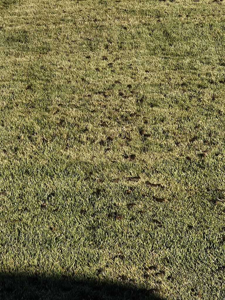 grass 1