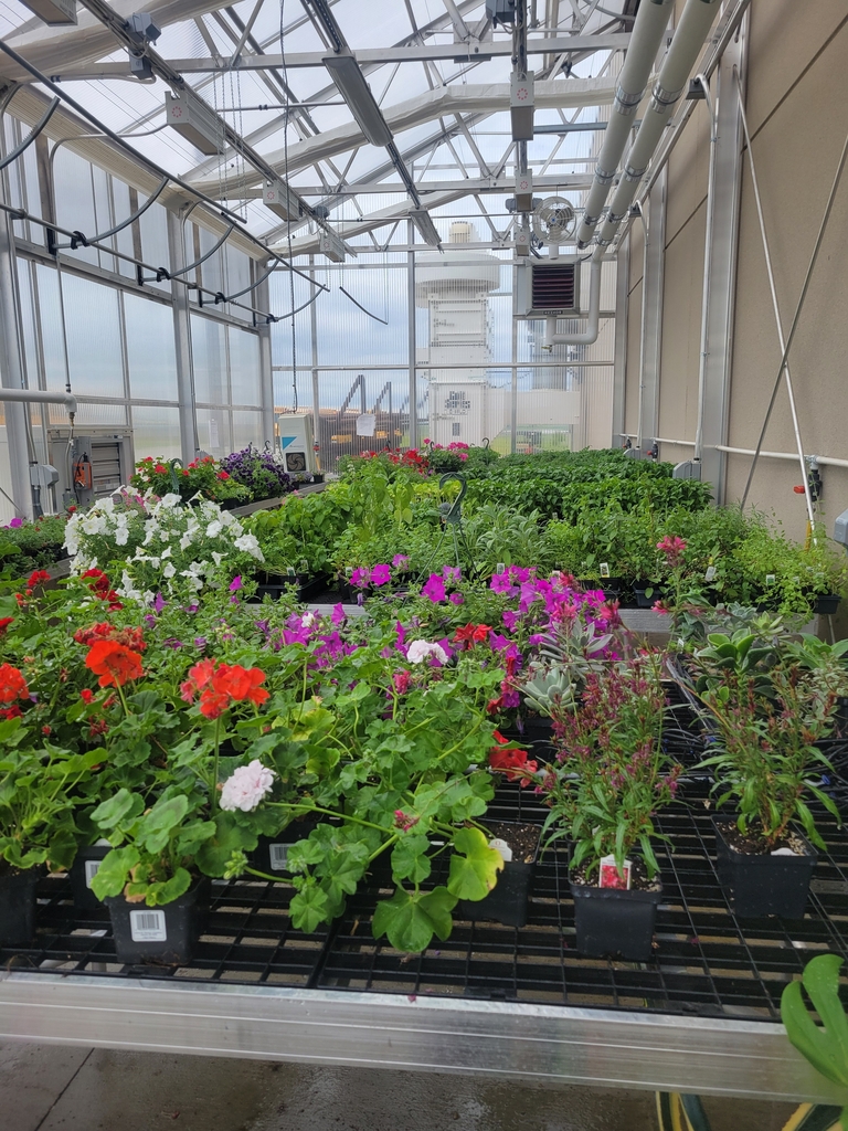 FFA plants
