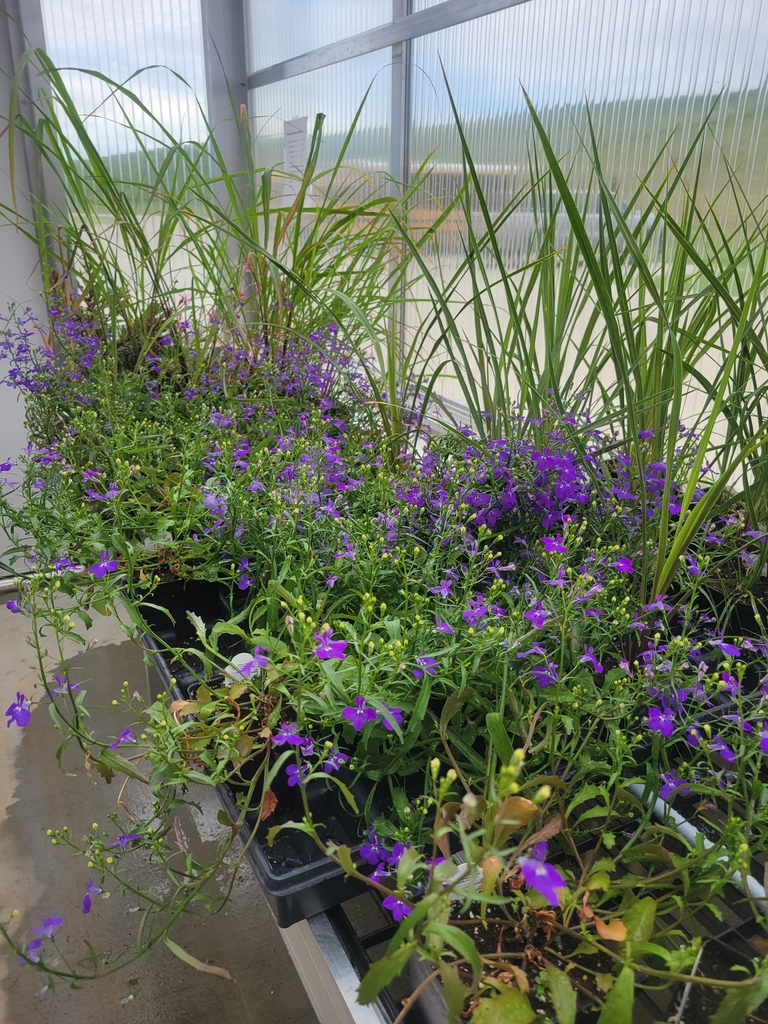 FFA lobelia
