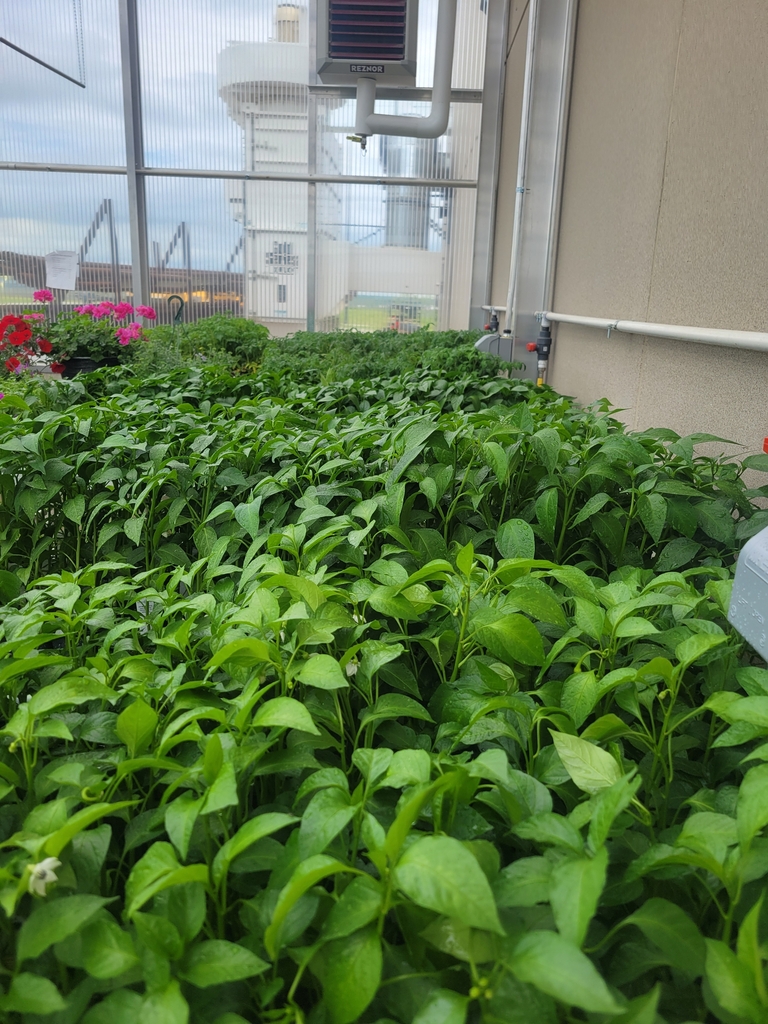 Peppers