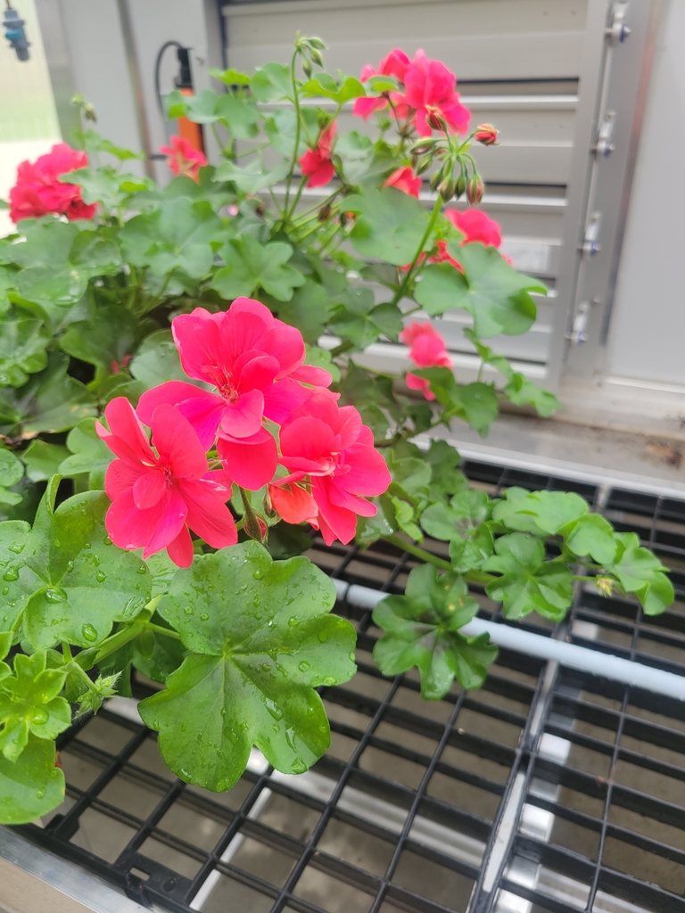 Ivy Geranium 