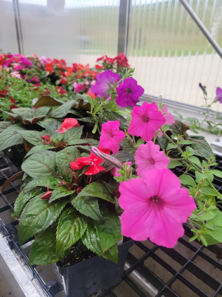 Supertunia