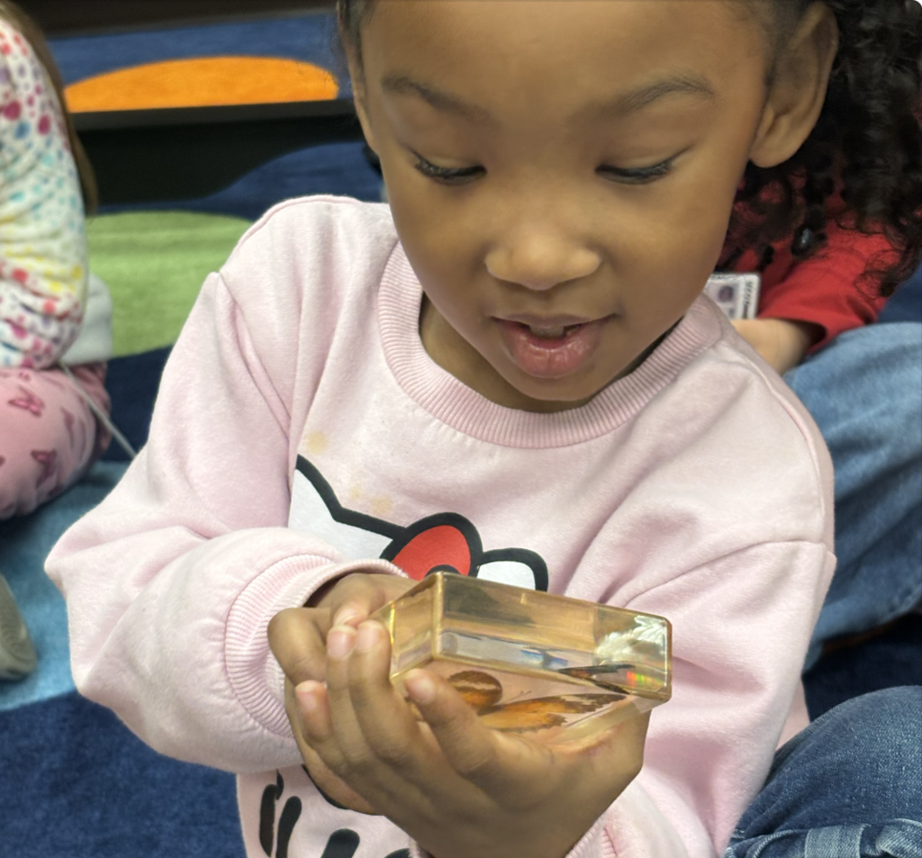 Student looking at butterfly