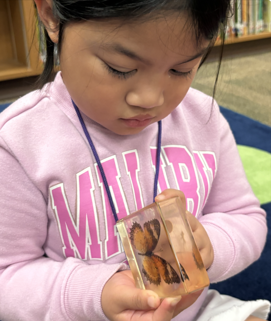 Student looking at butterfly