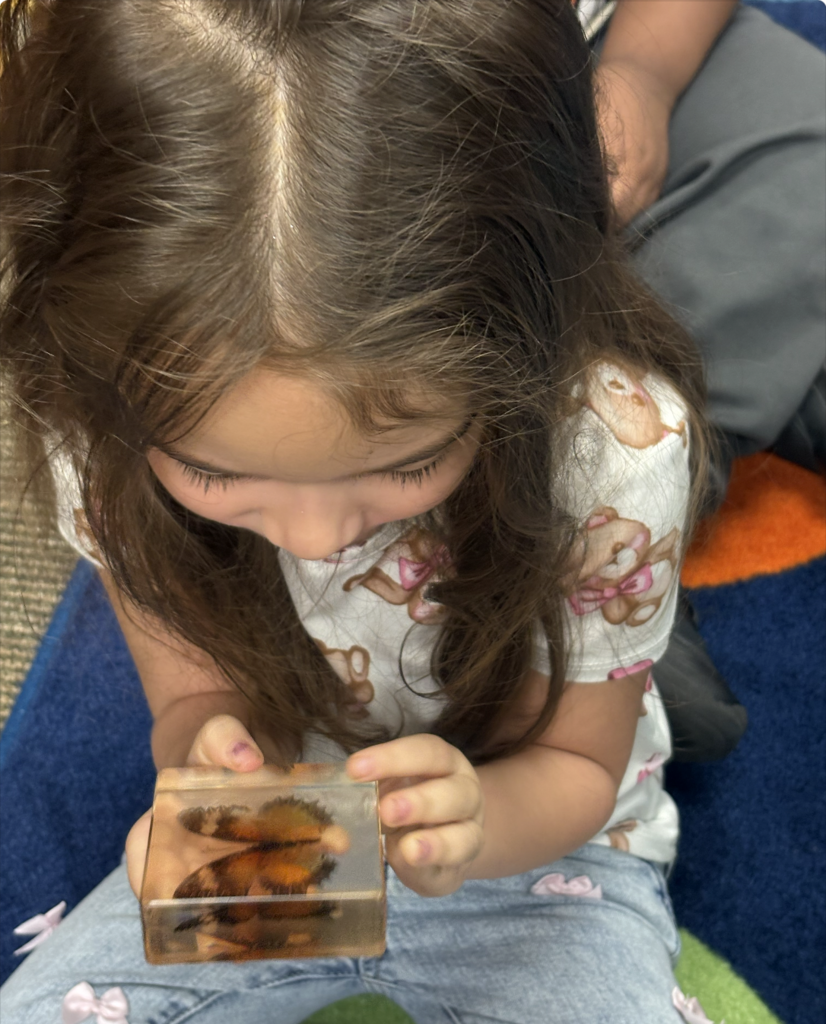 Student looking at butterfly
