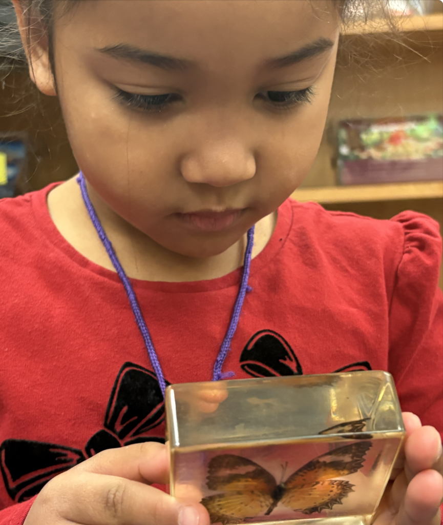Student looking at butterfly